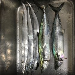 サゴシ&タチウオ